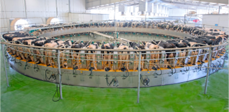 بلدنا - أكبر شركة لإنتاج الألبان والمشروبات في قطر بحصة سو